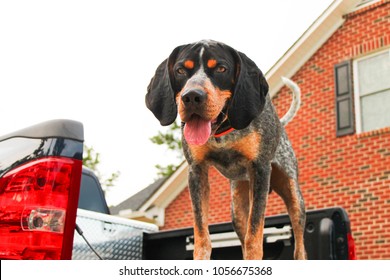 Bluetick Coonhound Looking Downward.