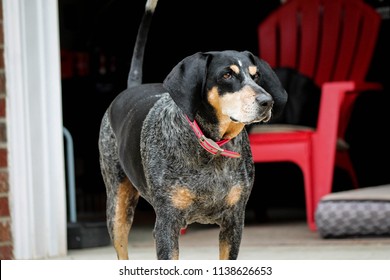 Bluetick Coonhound On Alert