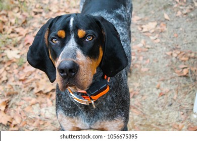 Bluetick Coonhound Posed.