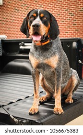 Bluetick Coonhound Sitting On Truck Bed.