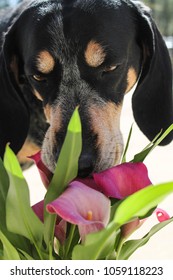 Bluetick Coonhound Sniffing Flowers