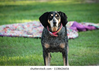 Bluetick Coonhound Standing Outside