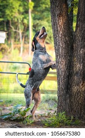 Bluetick Coonhound Treeing.