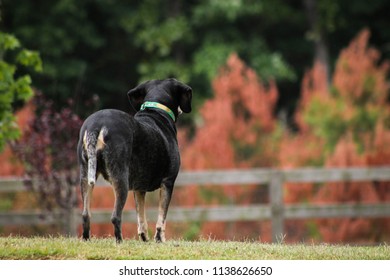 Bluetick Coonhound Watching Out