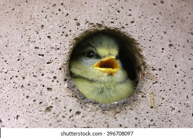 Bluetit