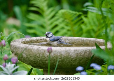 Bluetit garden bird bathing in a garden bird bath