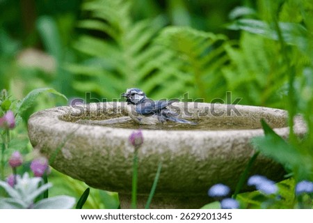 Bluetit garden bird bathing in a garden bird bath