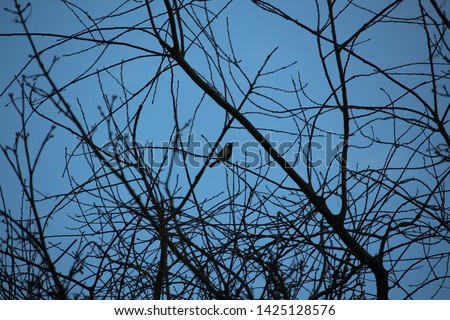 Similar – Image, Stock Photo No.x6b Bird+branch+beautiful weather….