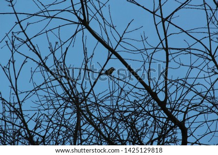 Similar – Image, Stock Photo Ice Bird Crow Tree Winter