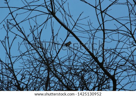 Similar – Image, Stock Photo Ice Bird Crow Tree Winter