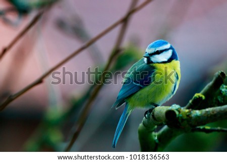 bluetit on a branch