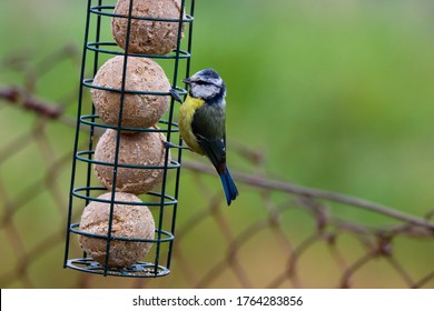 Bluetit On Suet Ball Feeder