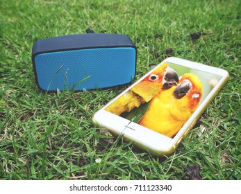 Bluetooth Speaker With Couple Parrots On Smart Phone