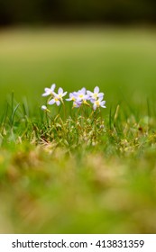 Bluets in the field 