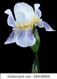 Blue-white Flower On A Green Stem With Buds. Isolated On  Black  Background With Clipping Path. Close-up. For Design.