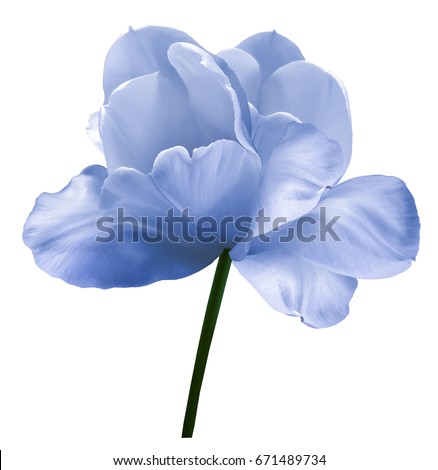Blue-white flower tulip on a white isolated background with clipping path. Close-up.  no shadows. Shot of White Colored. Nature. 