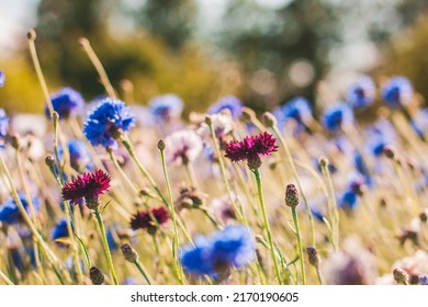 Blue,white,red flowers cornflowers in the garden. Cornflower in the flowerbed. Summer Blue wildflower. cornflowers. - Shutterstock ID 2170190605