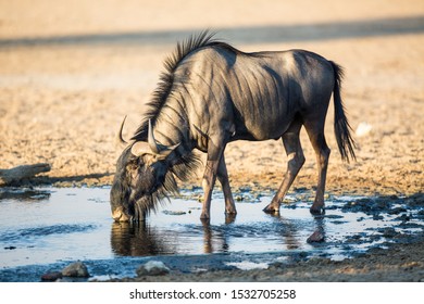 A Bluewildebeest standing in the water while drinking with it's head down and eyes open - looking for any threats.