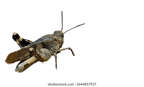 Синекрылый кузнечик (Oedipoda caerulescens) - изолированный на белом фоне PNG
