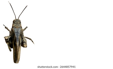 Синекрылый кузнечик (Oedipoda caerulescens) - изолированный на белом фоне PNG
