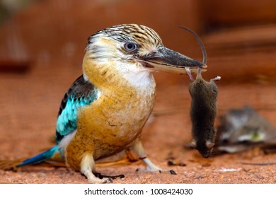 blue-winged kookaburra (dacelo leachii) is holding a captured dead mouse in its beak