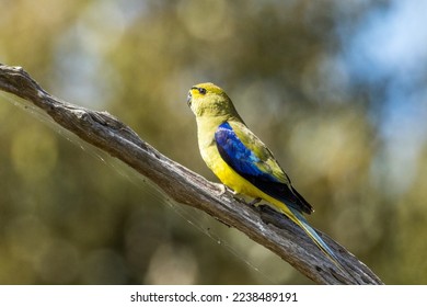 Blue-winged Parrot in Victoria Australia - Shutterstock ID 2238489191