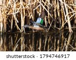 A Blue-winged Teal with beautiful wing feathers flies by at close range with some dry vegetation behind him reflecting in the water.