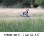 The blue-winged teal (Spatula discors) in flight