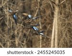 Blue-winged Teals Flying over a lake