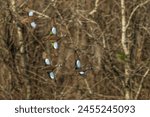 Blue-winged Teals Flying over a lake