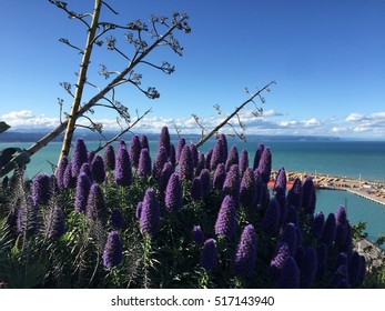 Bluff Hill Walking Track In Napier Port 