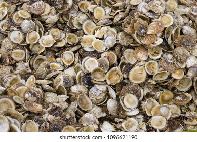 Bluff Oyster Shells