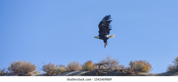 Bluff top and sky with eagle