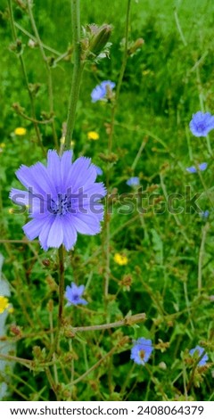 Bluish flowers in a vacant lawn 