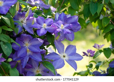 Bluish Purple Clematis Climbing Up