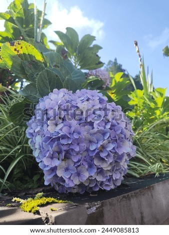 Bluish Purple Hydrangea Flower in the Garden with Green Leaves and Blue Sky Background