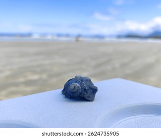 A bluish shell rests on a table by the sea, with a stunning view of the beach in the background.