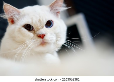 A Bluish-eyed White Ragdoll Cat With A Blur Background.