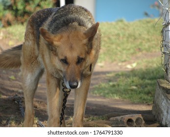 
Blumenau/Santa Catarina/Brazil - 02042020: Sad Chained Dog Looking To Nowhere