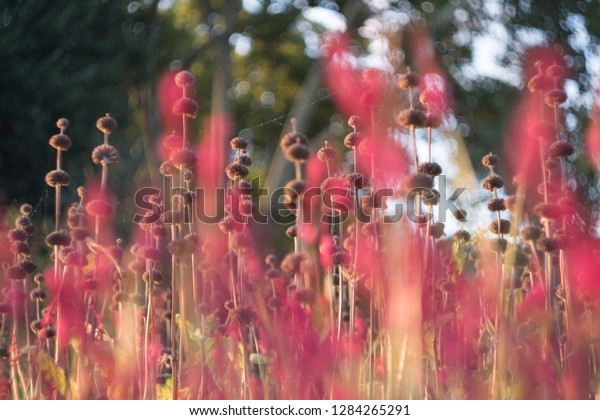 Blumenwiese Flowers Meadow Stock Photo Edit Now