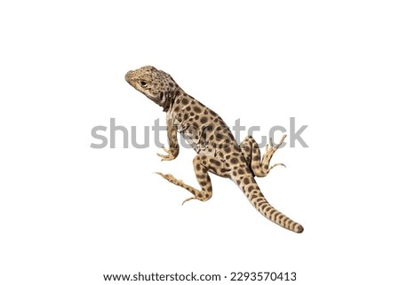 Blunt Nose Leopard Lizard isolated with cut out background.