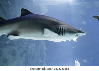 Blunt Nosed Bull Shark Close Up. Terrible Jaws Are Visible. Predators Of The Ocean