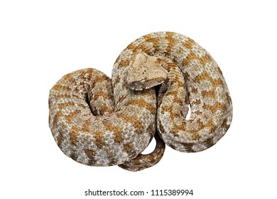 44 Levantine viper Images, Stock Photos & Vectors | Shutterstock