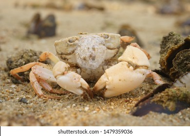 419 Intertidal crab Images, Stock Photos & Vectors | Shutterstock