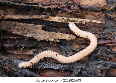 Blunt-tailed snake millipede (Himeyasude) larvae overwinter among rotten fallen trees. Close up macro photography.