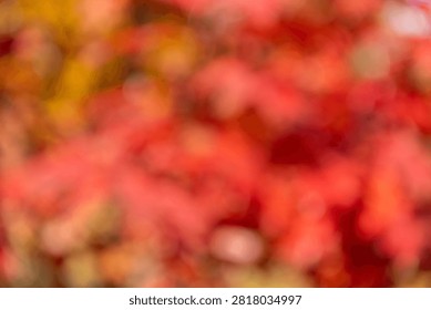 Blur backdrop. Abstract fall background with nobody. Defocused blur red color. Autumn or fall color background. Blurred red autumn background. Defocused red backdrop