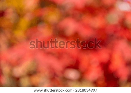 Blur backdrop. Abstract fall background with nobody. Defocused blur red color. Autumn or fall color background. Blurred red autumn background. Defocused red backdrop