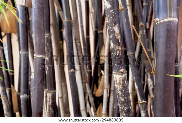 Blur background black\
bamboo forest