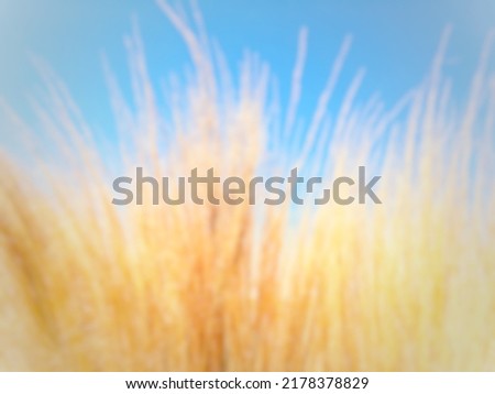 Blur background in blue and yellow forms defocused photo for use as background or backdrop with space for runaround or wraparound text 