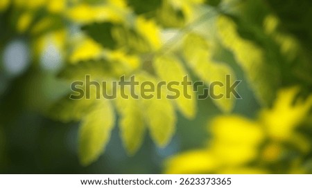 Blur Background of Close-Up View of Sunlit Green Leaves with Soft Focus in a Natural Setting, Ideal for Nature and Botany Themes. Defocused Image for Background.